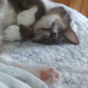 Meet your Posher, Dorothy